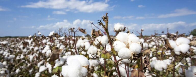 Is Cotton Renewable Or Nonrenewable? Unveiling The Truth
